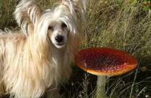 Skribentens hund Laxi invid en stor svamp